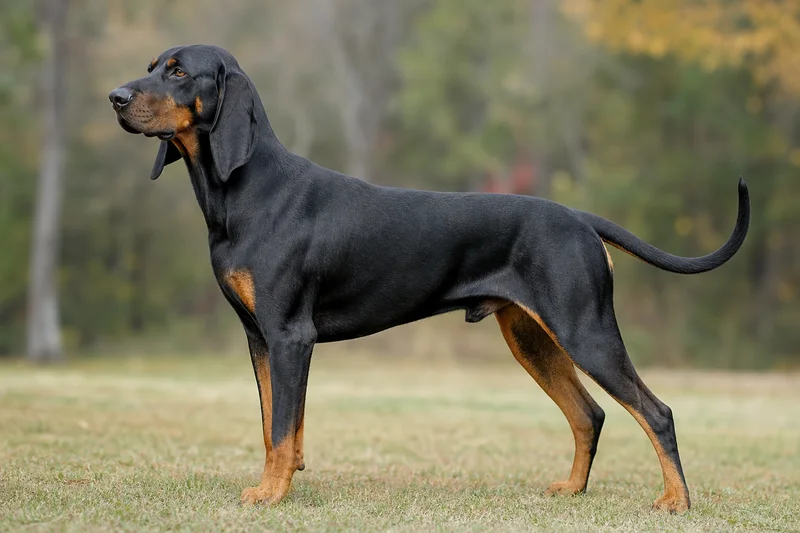 Black and Tan Coonhound — side