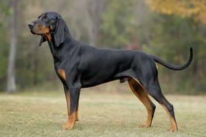 Black and Tan Coonhound dog