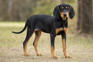 Black and Tan Coonhound — puppy (~4 mo)