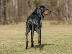 Black and Tan Coonhound — rear