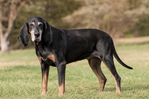 Black and Tan Coonhound — senior