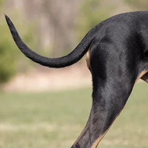 Black and Tan Coonhound — tail