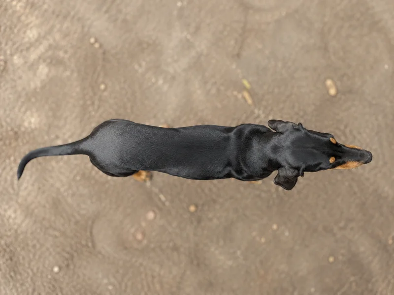 Black and Tan Coonhound — top