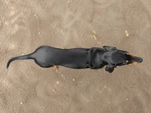 Black and Tan Coonhound — top