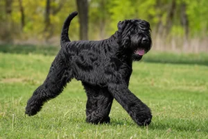 Black Russian Terrier — running