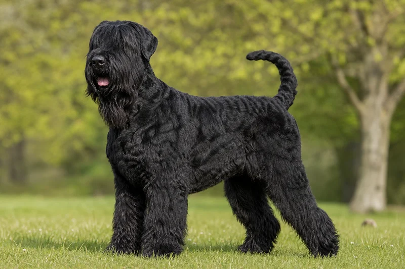 Black Russian Terrier — adult
