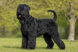 Black Russian Terrier — adult