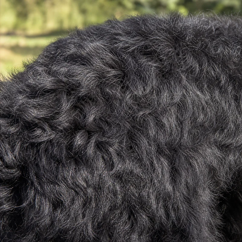 Black Russian Terrier — coat texture