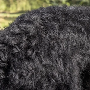 Black Russian Terrier — coat texture