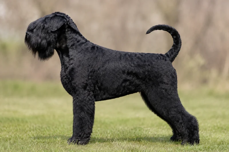 Black Russian Terrier — Black coat