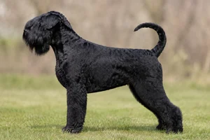 Black Russian Terrier — Black coat