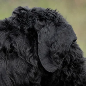 Black Russian Terrier — ears