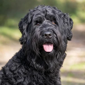 Black Russian Terrier — happy