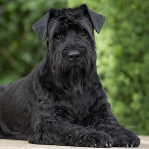 Black Russian Terrier — relaxed