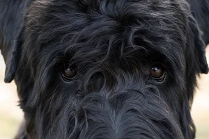 Black Russian Terrier — eyes