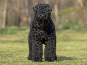 Black Russian Terrier — front