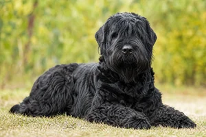 Black Russian Terrier — lying down