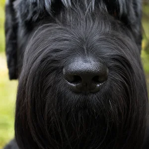 Black Russian Terrier — nose