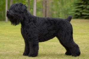 Black Russian Terrier dog