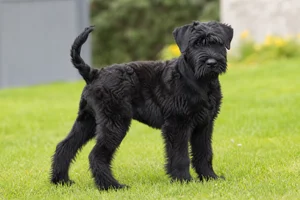 Black Russian Terrier — puppy (~4 mo)