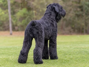 Black Russian Terrier — rear