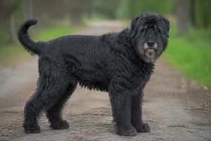 Black Russian Terrier — senior