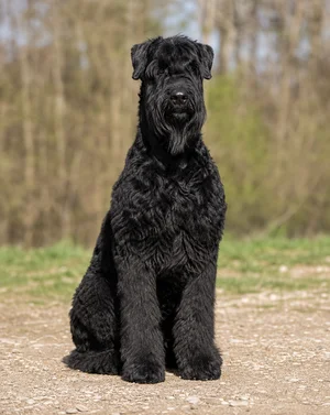 Black Russian Terrier — sitting