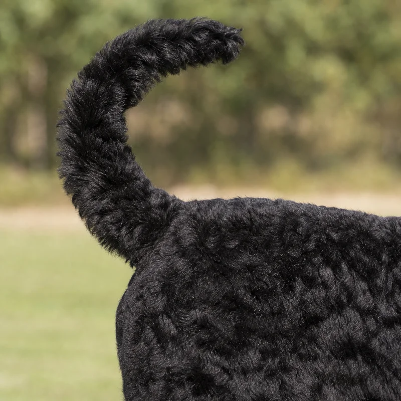 Black Russian Terrier — tail