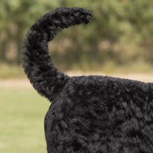 Black Russian Terrier — tail