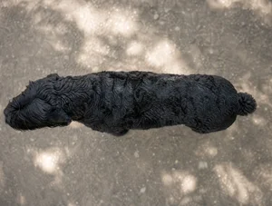 Black Russian Terrier — top