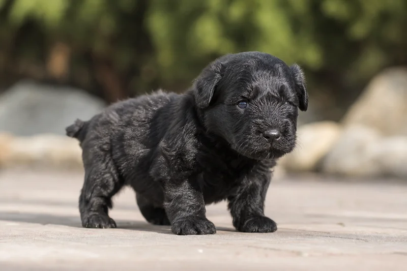 Black Russian Terrier — young puppy (~1 mo)