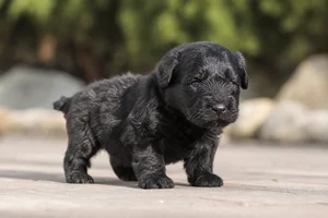 Black Russian Terrier — young puppy (~1 mo)
