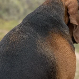 Bloodhound — coat texture