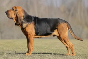 Bloodhound — Black and tan coat