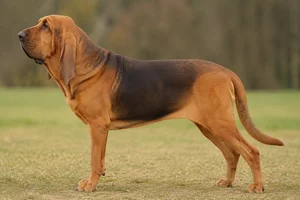 Bloodhound — Liver and tan coat