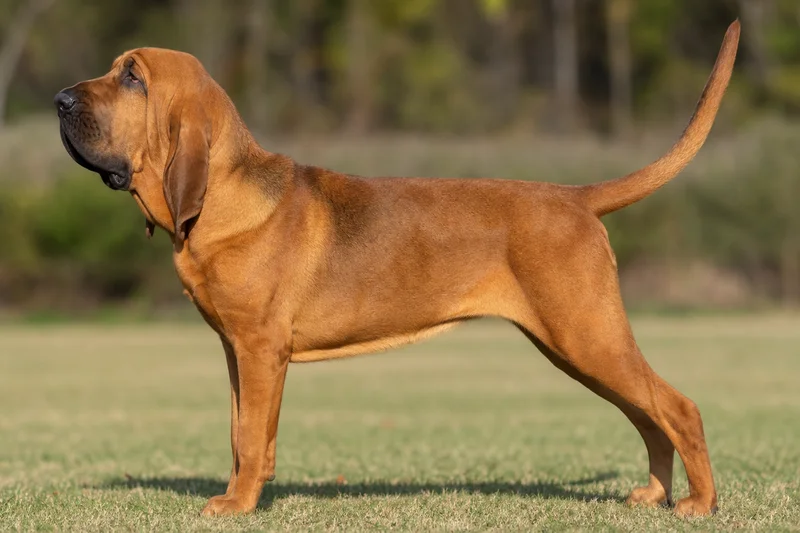 Bloodhound — Red coat