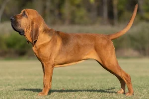 Bloodhound — Red coat