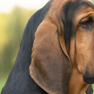 Bloodhound — ears