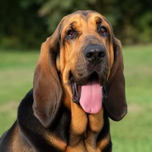 Bloodhound — happy
