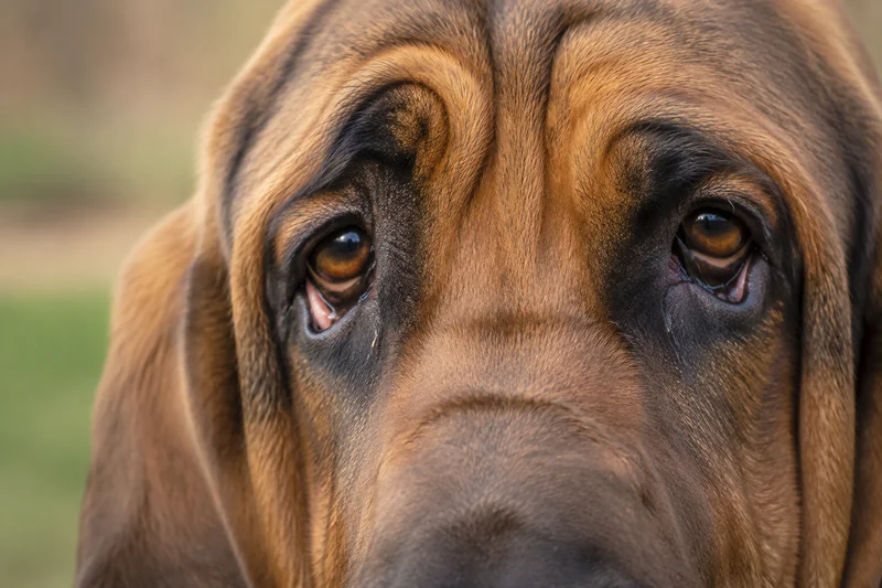 Bloodhound — eyes