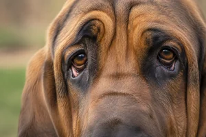 Bloodhound — eyes