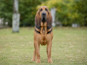 Bloodhound — front