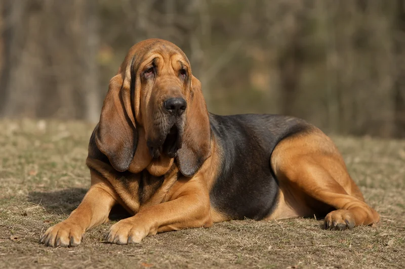 Bloodhound — lying down