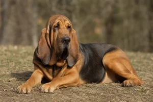 Bloodhound — lying down