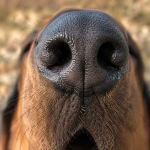 Bloodhound — nose