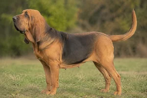 Bloodhound dog