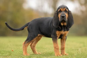 Bloodhound — puppy (~4 mo)