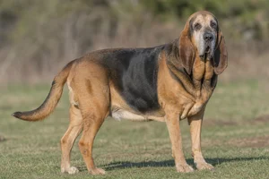 Bloodhound — senior