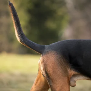 Bloodhound — tail