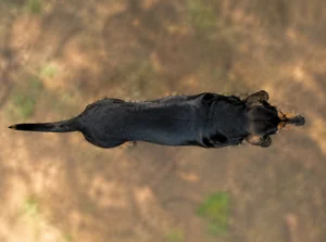 Bloodhound — top